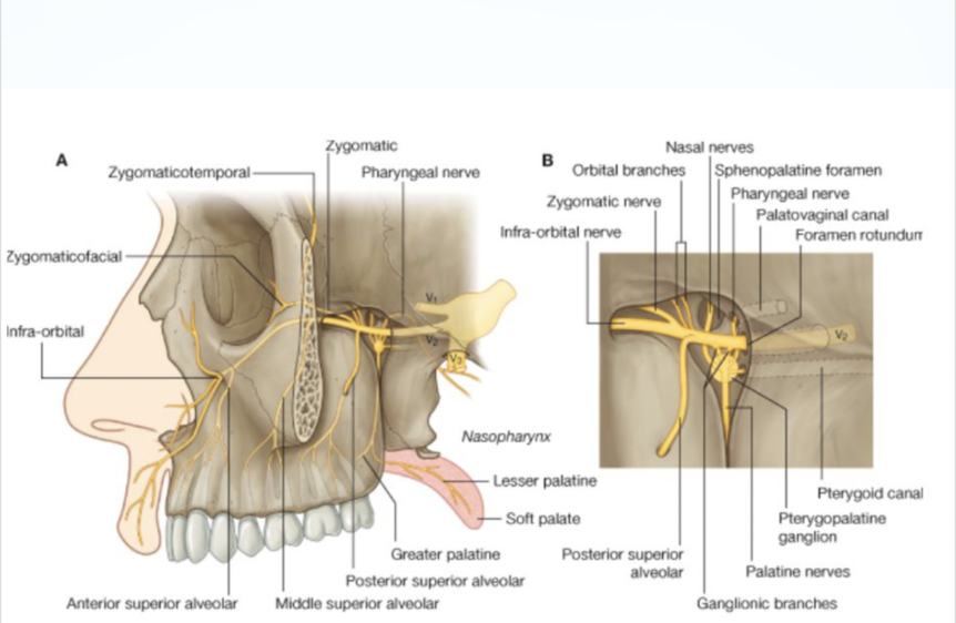 Sphenopalatine Ganglion (SPG) Blocks | SPG Blocks | Chicago